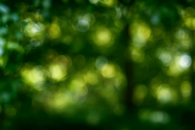 Tranquil Blurred Forest Background