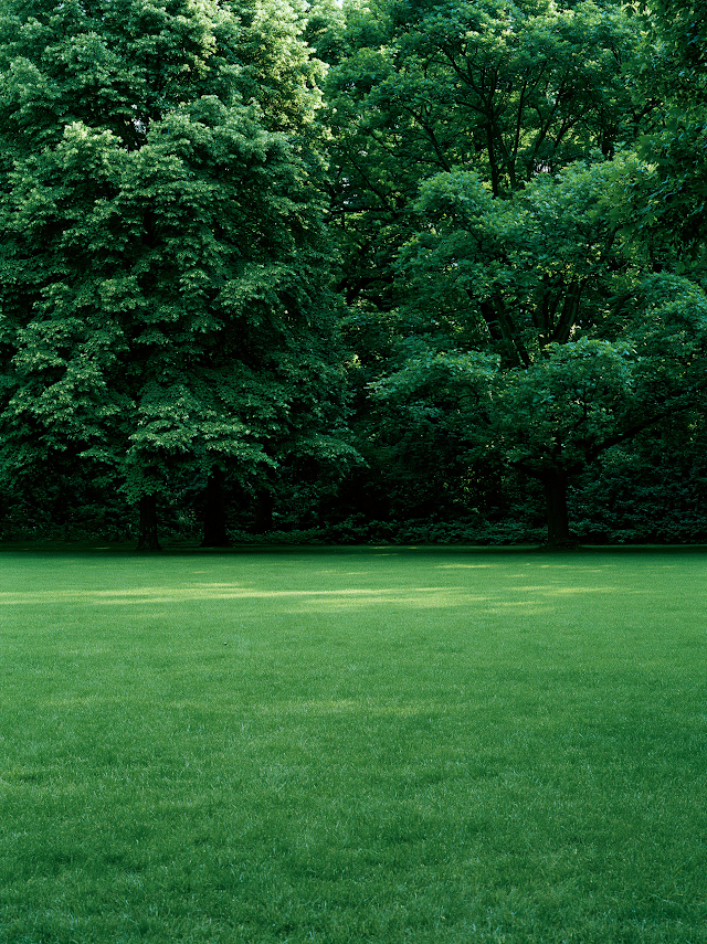 Tranquil Summer Landscape with Lush Green Canopy