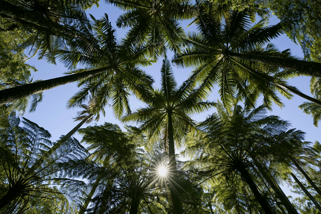 Tropical Canopy View with Sunburst