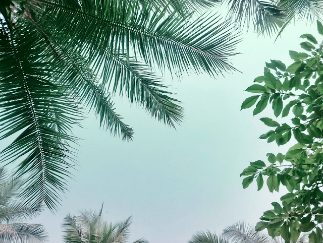 Tropical Foliage Framing a Blue Sky