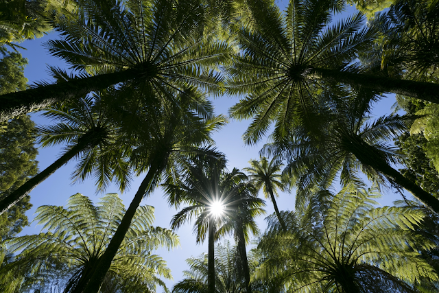 Tropical Palm Tree Canopy Under Bright Blue Sky
