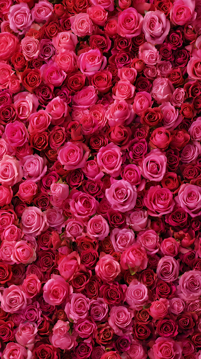 Valentine's Day Pink Roses Wallpaper