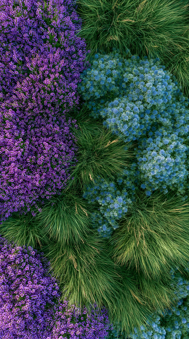 Vibrant Aerial View of Green Grass and Floral Textures
