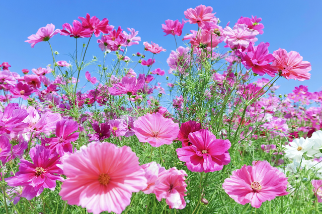 Vibrant Cosmos Flowers in a Lush Meadow