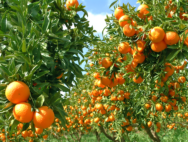 Vibrant Orange Orchard Under Blue Sky