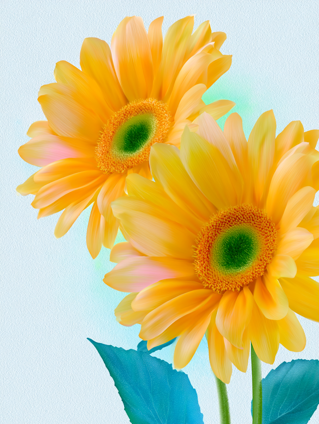 Vibrant Sunflowers on White Background