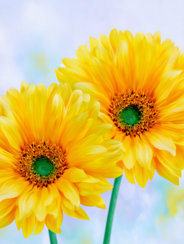 Vibrant Sunflowers on White Background