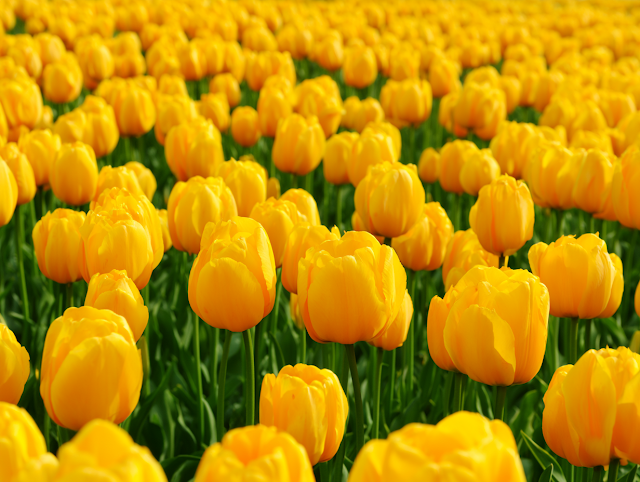 Vibrant Yellow Tulip Field in Bloom