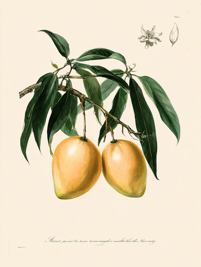 Vintage Botanical Illustration of Ripe Mangoes