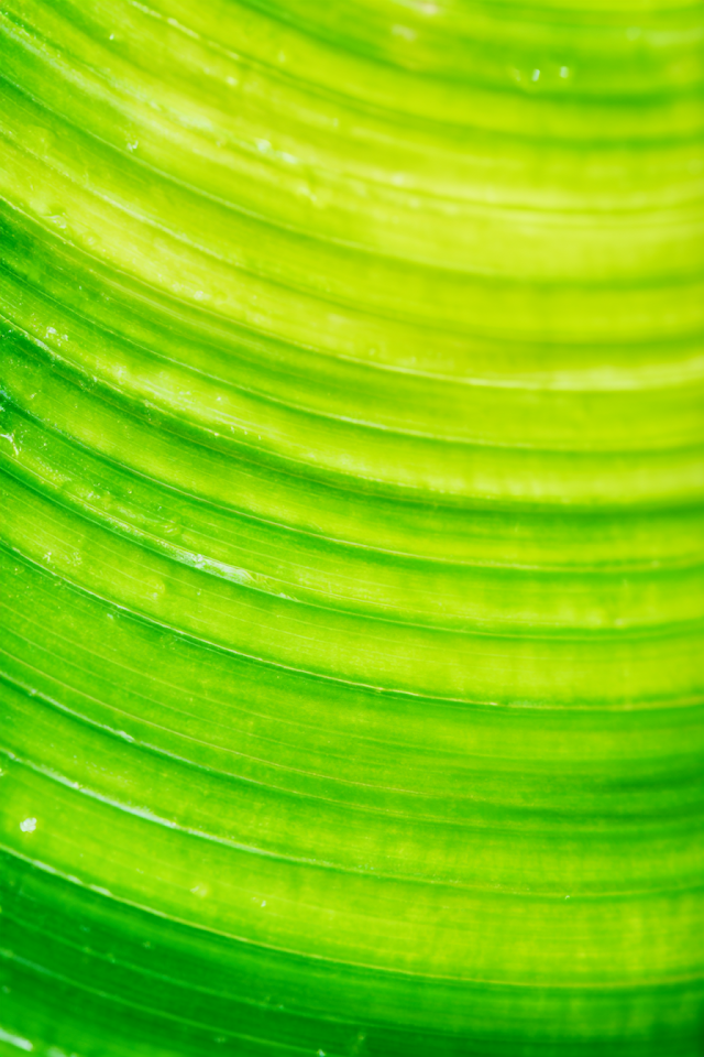 Vivid Lime Green Tropical Leaf Close-Up