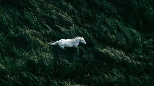 White Horse Galloping Through Dark Green Grass